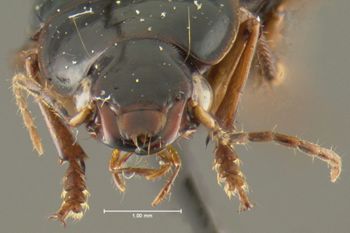 Media type: image;   Entomology 34663 Aspect: head frontal view